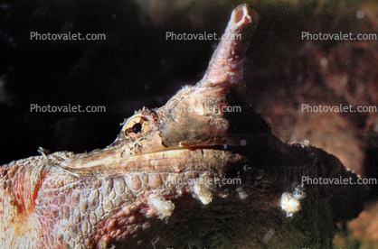 Snout, Mata Mata, Matamata, (Chelus fimbriatus), Pleurodira, Chelidae, Chelus