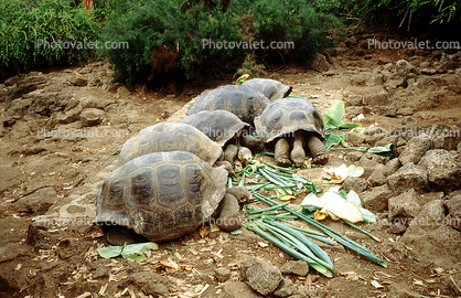 aldabra Tortoise