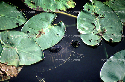 Turtle and Lily Pads, Turtle, Terrapin, Toadstools, broad leaved plant