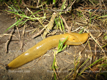 Banana Slug, Sonoma County, California, USA