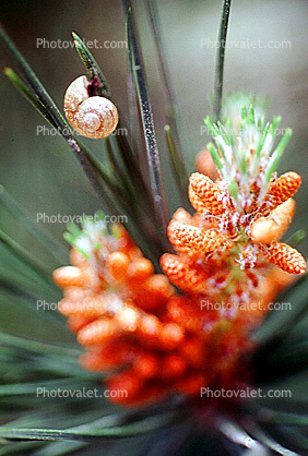 Snail in Pine Needles, Cones, Conifer