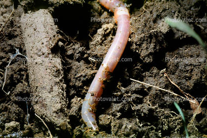 Earthworm, Terrestrial