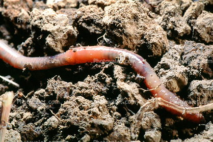 Segmented Earthworm