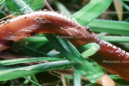 Segmented Earthworm