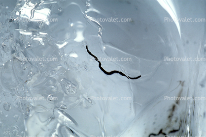 Ice Worms, Aquatic