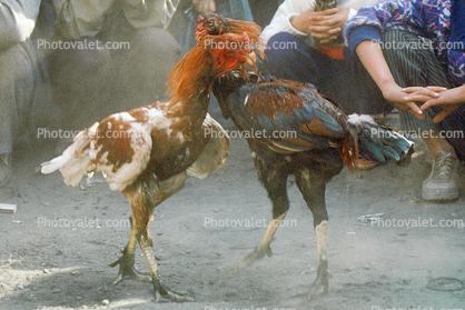 Roosters Fighting