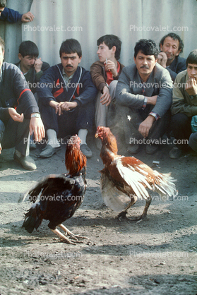 Rooster Fights, Tashkent, Uzbekistan