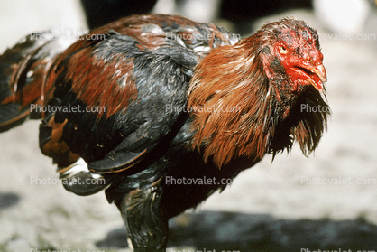 Bloodied Rooster