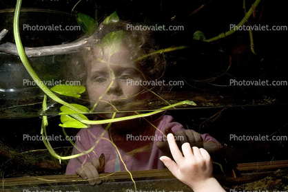 girl looking into a snake terrarium