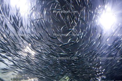 Spiral of Sardines, Plexiglass Dome
