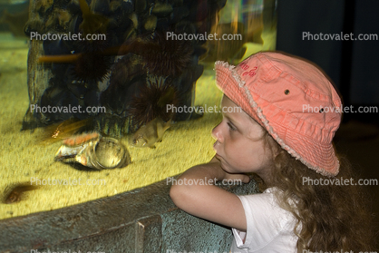 Girl looking into a fish tank, aquarium