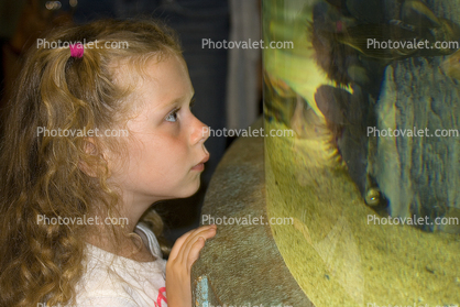 Girl looking into a fish tank, aquarium