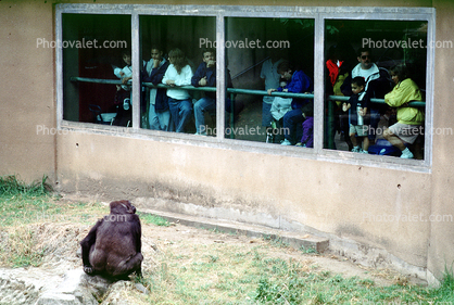 Gorilla Exhibit, windows, people
