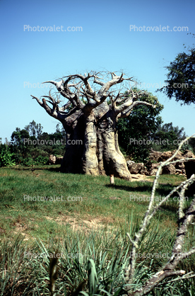 Baobab Tree, curly, twisted shapes, Adansonia, twistree