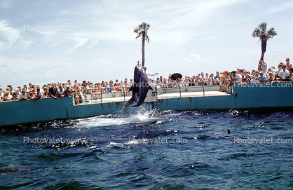 Jumping Dolphins