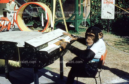 Chimpanzee playing piano