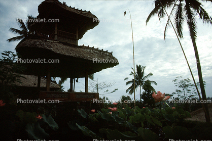 grass thatched roof, building, lotus flowers, Penjors, bamboo & palm leaf flags, Sod