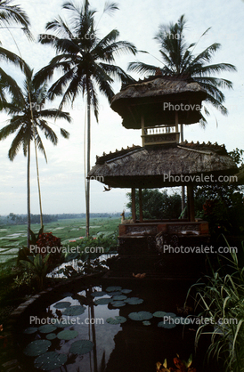 Toadstools, broad leaved plant, Pond, Lily pads, pagoda, palm trees, Island of Bali