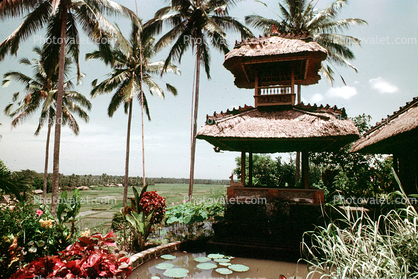 Pond, Hindu shrine, palm trees