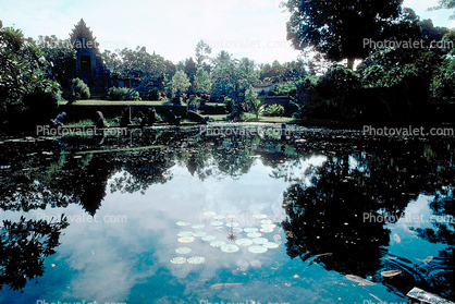 Pond, Gardens, lily pads, Toadstools, broad leaved plant