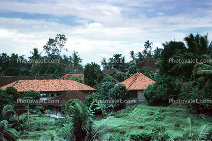 Red Roofs, buildings, houses, homes, trees, jungle, Bali