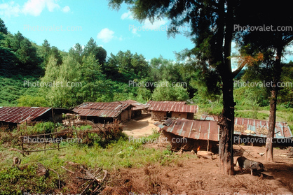 shanty town, homes, houses, jungle