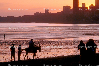 Chowpatty Beach, sand, Donkey, Mumbai