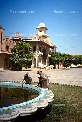 Monkey, Jaipur, Rajasthan