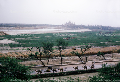 Taj Mahal, camels, river, trees