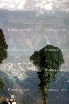 Tree, Darjeeling