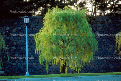 Willow Tree and a Lampost, Tokyo