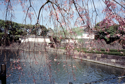 Gardens, Imperial Palace, Cherry Blossom