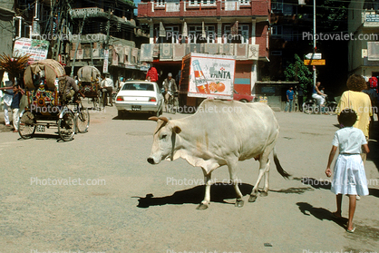 Brahma Bull, Cattle, Street, Buildings, Kathmandu