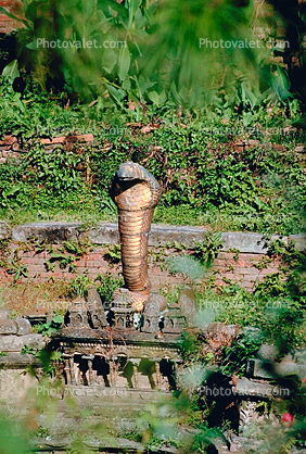 Giant Cobra, Statue, Bhaktapur