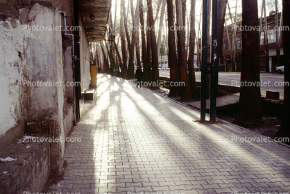 Sidewalk, street, trees