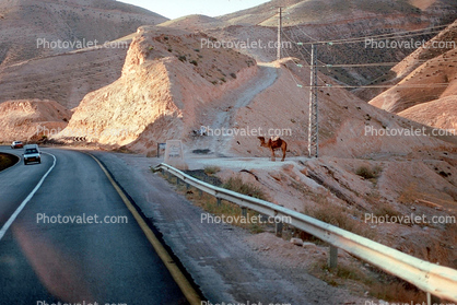 Road, Camel