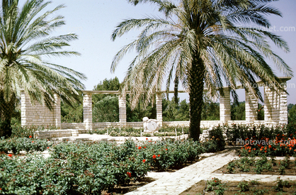 palm tree, garden