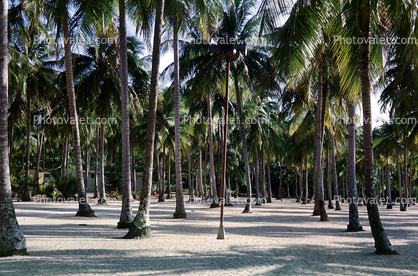 Palm Trees, sand, Loquillo Beach, Costa Rica