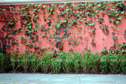 Ivy wall