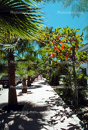 Sidewalk, Trees, Cabo San Lucas