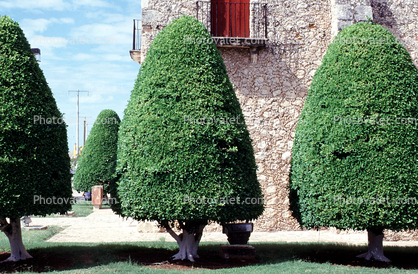 manicured trees, Campeche, Yucatan