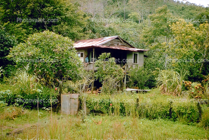 Home, house, rainforest, building, Buenaventura, 1950s