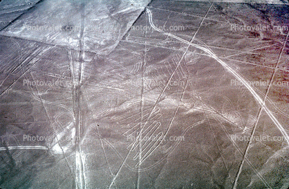 Condor, Nazca Lines, Plains, landmark