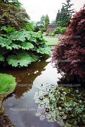 Garden, flowers, Vancouver