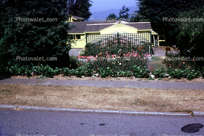 Flowers, Nitobe Memorial Garden, Vancouver