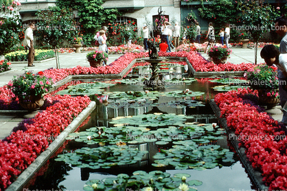 pond, lily pads, Toadstools, broad leaved plant, Butchart Gardens, Victoria