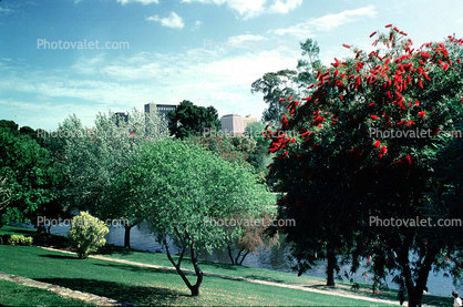 Trees, park, lake, Adelaide