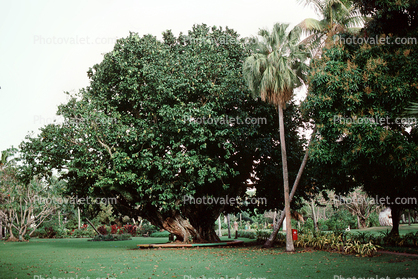 Botanical Gardens, Tahitian Walnut Tree, Palm Tree, Suva