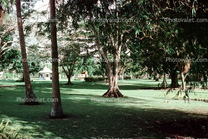 Thurston Gardens, Botanical Garden, Suva
