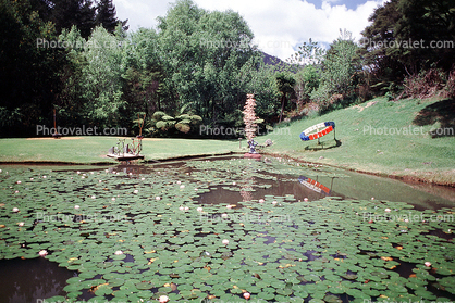 Coromandel Peninsula, Lily Pads, Leaves, Pond, Garden, Toadstools, broad leaved plant